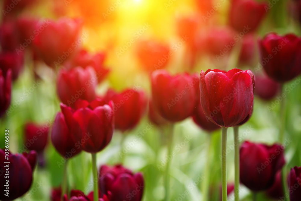 Fototapeta premium Tulip Gardens 