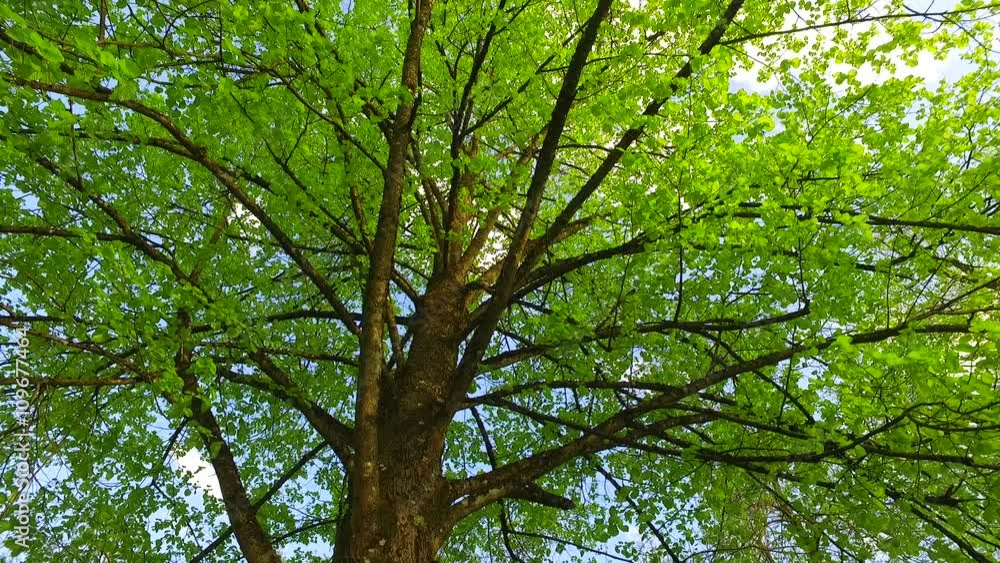 Early spring forest and its tree crowns with green leaves. Early spring forest and its tree crowns with green leaves.