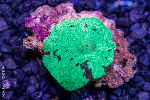 green watermalon Japan muchroom coral