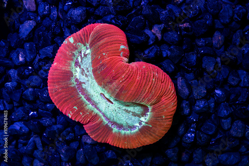 Multi color open brain coral