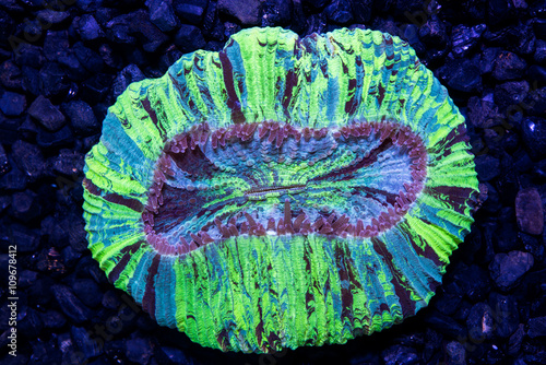 Multi color open brain coral