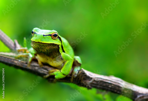 Green frog (Rana ridibunda)