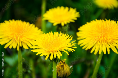 Spring meadow field