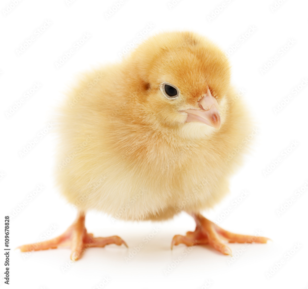 Fototapeta premium Small yellow chicken.