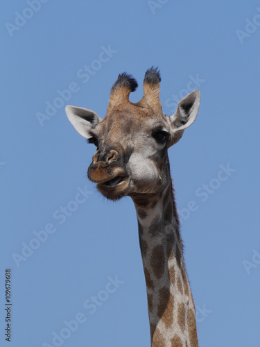 A giraffe at Chobe National Park