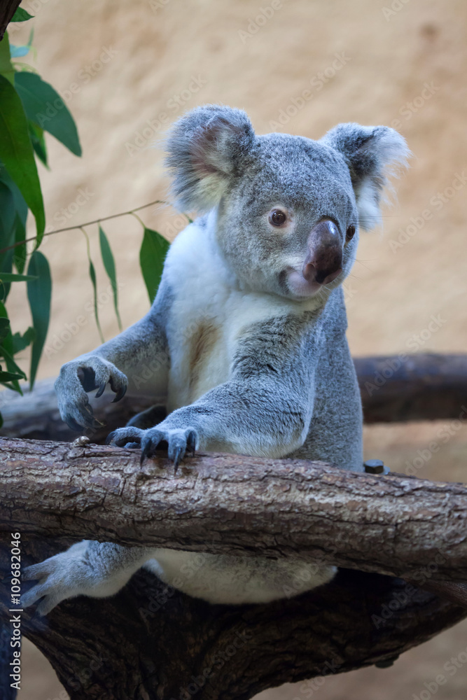 Fototapeta premium Queensland koala (Phascolarctos cinereus adustus).