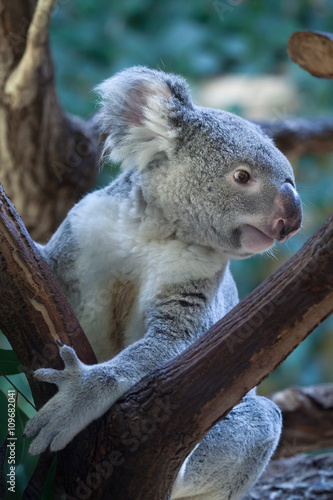 Fototapeta Naklejka Na Ścianę i Meble -  Queensland koala (Phascolarctos cinereus adustus).