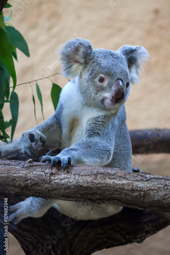 Queensland koala (Phascolarctos cinereus adustus).