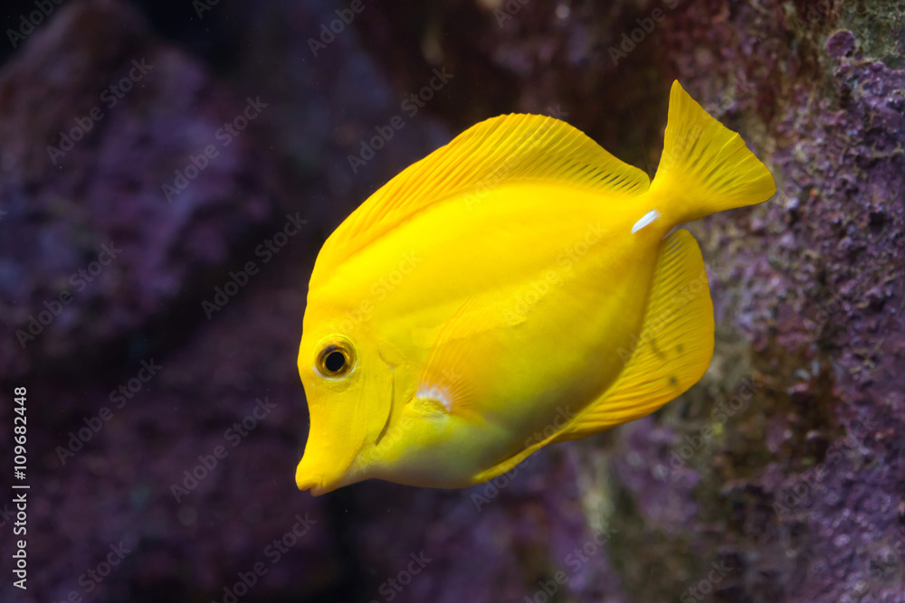 Yellow tang (Zebrasoma flavescens). Yellow tang (Zebrasoma flavescens).
