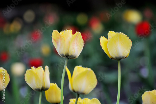 Colorful tulip garden in spring