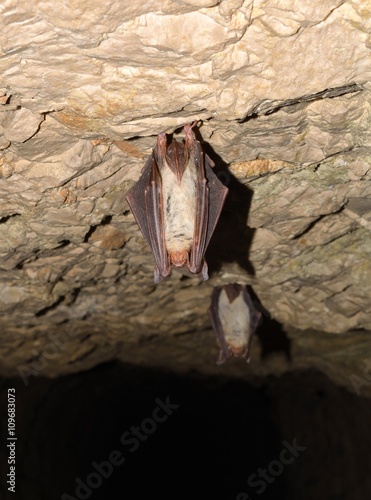 Lesser mouse-eared bat (Myotis myotis)