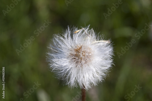 Common dandelion plant