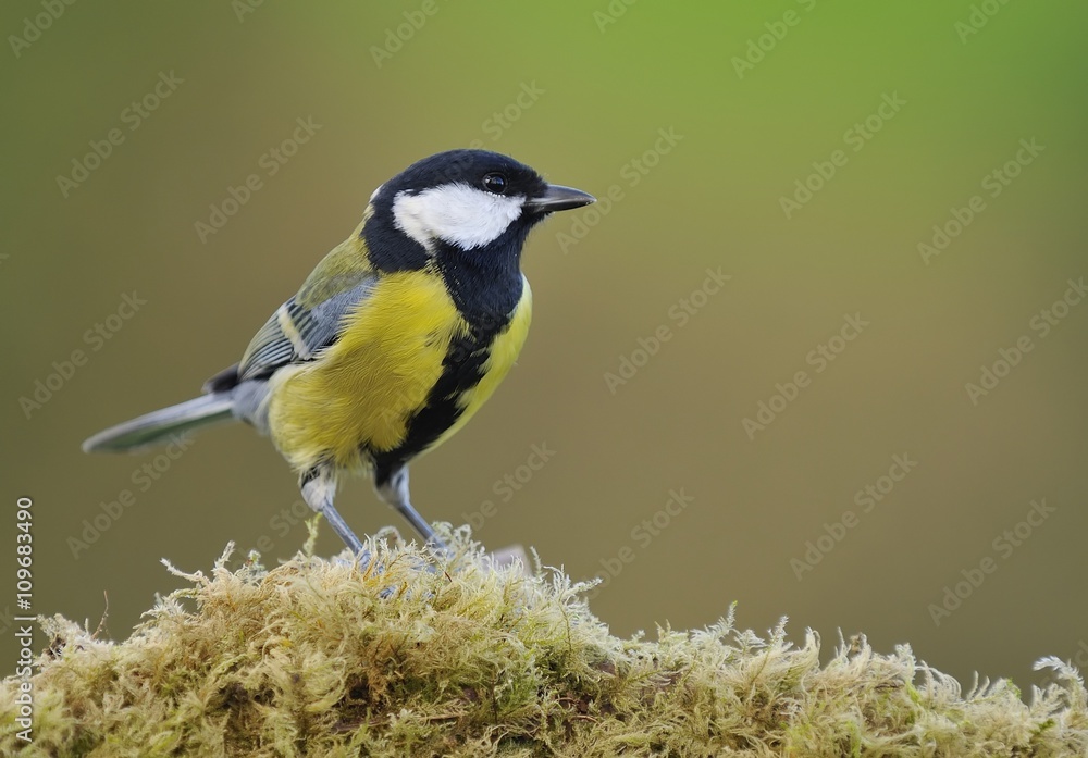 Fototapeta premium Great tit on fern