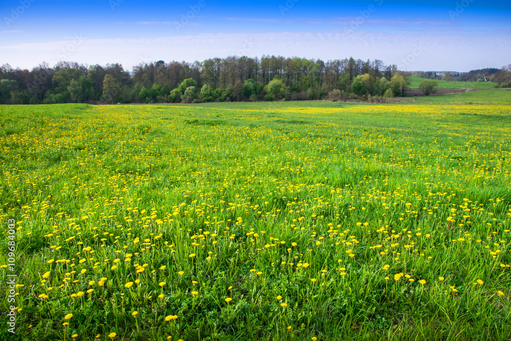 Spring landscape with green meadow covered with many yellow dandelions. Spring landscape with green meadow covered with many yellow dandelions.