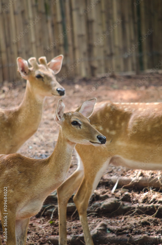 Fototapeta premium eld's deer
