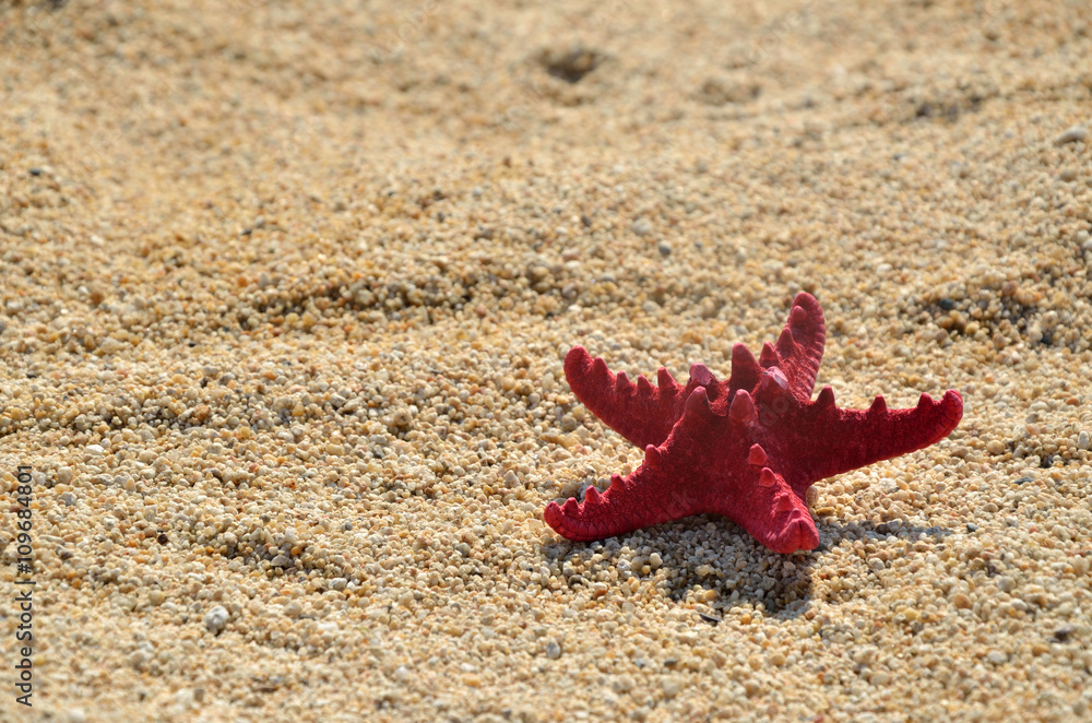Red sea star on sandy beach on a sunny day Red sea star on sandy beach on a sunny day