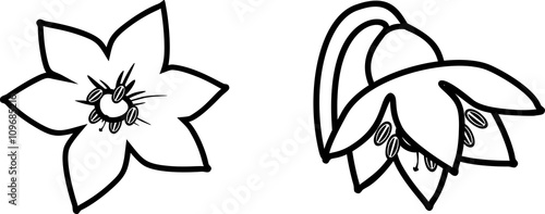 Foto coloring page with pepper flowers
