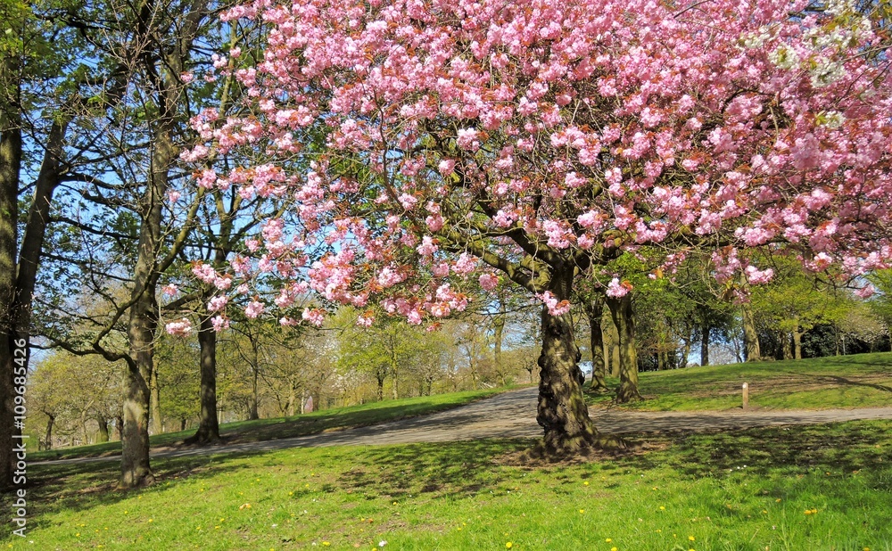 Fototapeta premium A Colourful Spring Landscape.