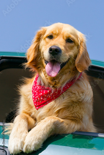 Golden Retriever Looking Out Of Car Window