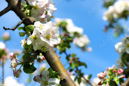 Spring Apple flowers blossom tree branch on Sky background