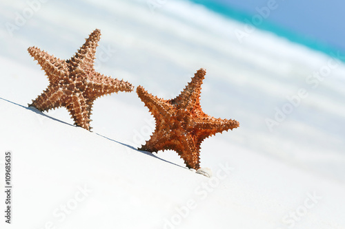 Two starfishes on beach, free copyspace © photopixel