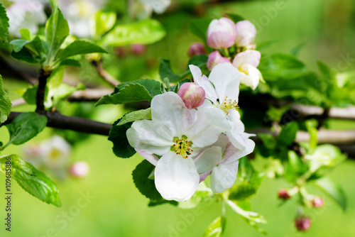 Spring Apple flowers blossom tree branch on bokeh green background