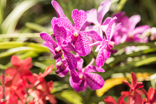 beautiful pink vanda orchid flower.
