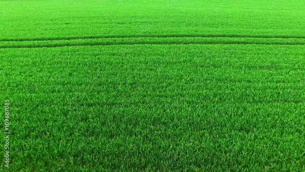 Camera flight over green field with young wheat seedlings. Organic food and renewable energy source. Industry and agriculture in European Union. Camera flight over green field with young wheat seedlings. Organic food and renewable energy source. Industry and agriculture in European Union.