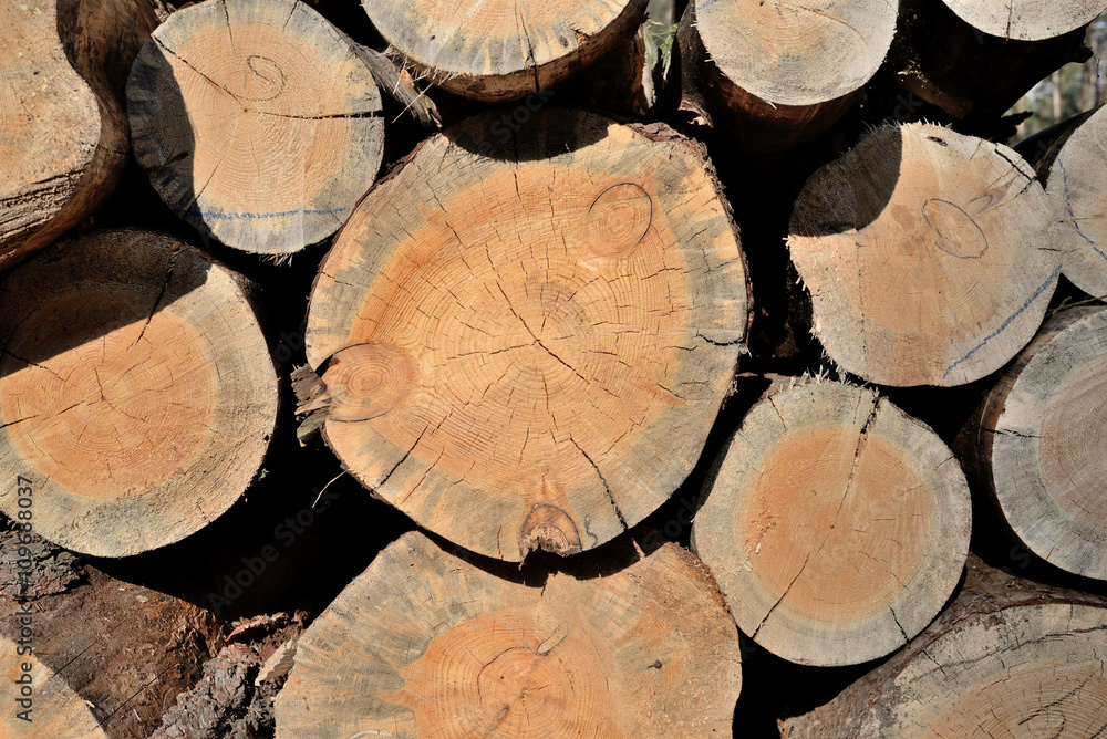 Pile of pine logs, industrial tree felling Pile of pine logs, industrial tree felling