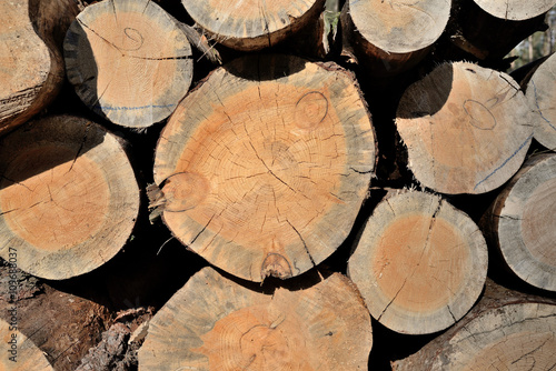 Obraz na płótnie Pile of pine logs, industrial tree felling w salonie