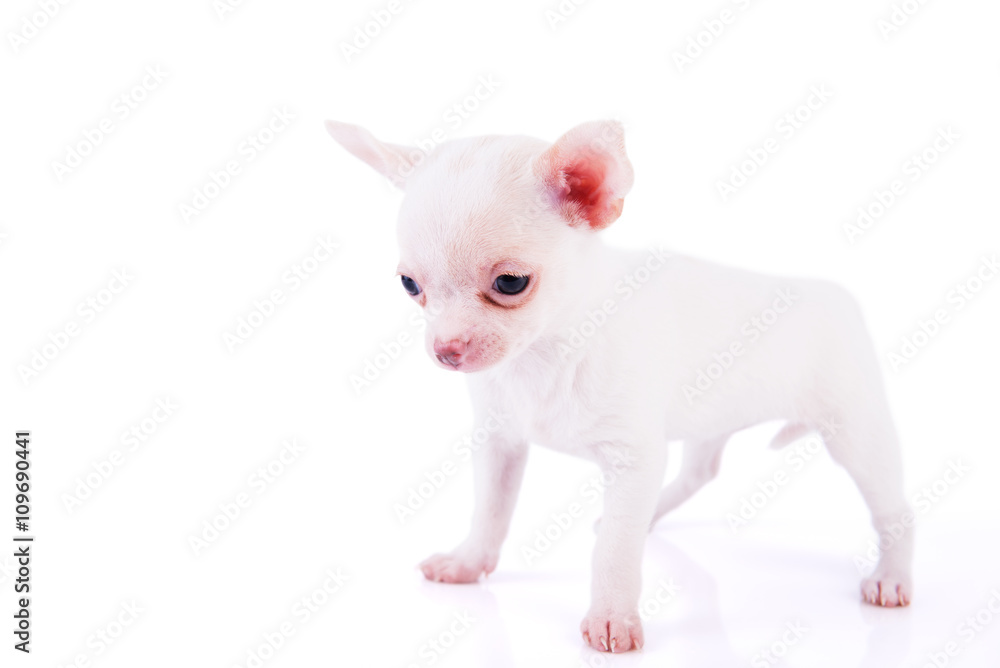 Adorable chihuahua puppy Adorable chihuahua puppy