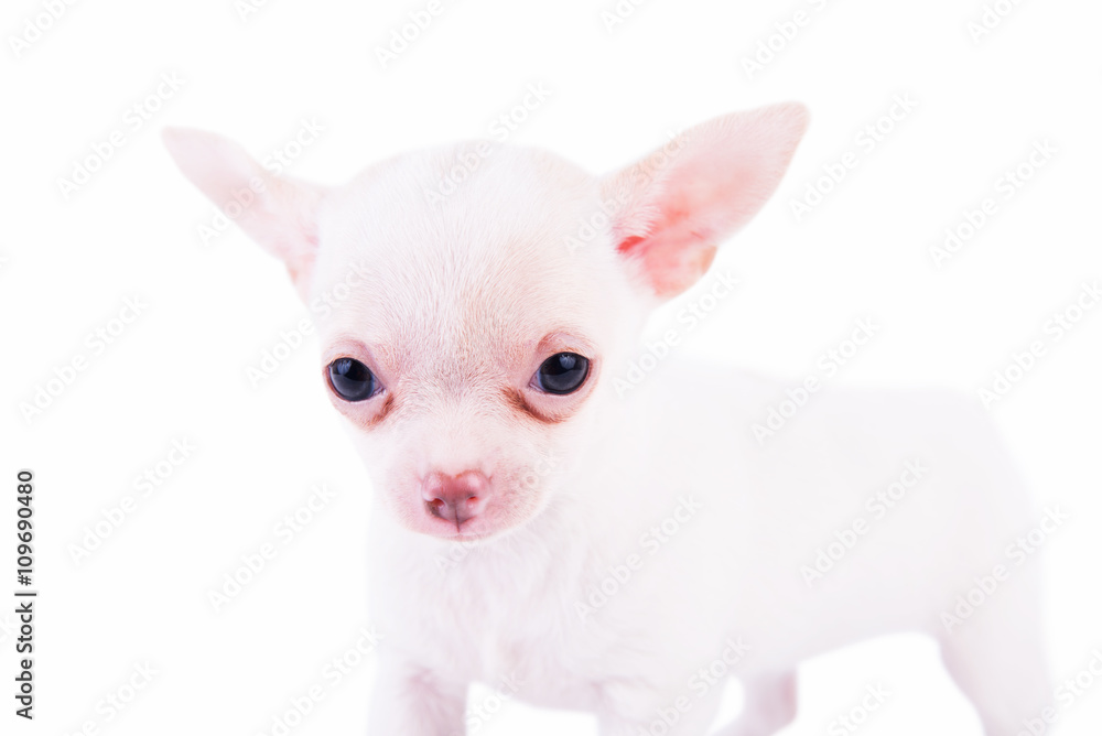 Adorable chihuahua puppy Adorable chihuahua puppy