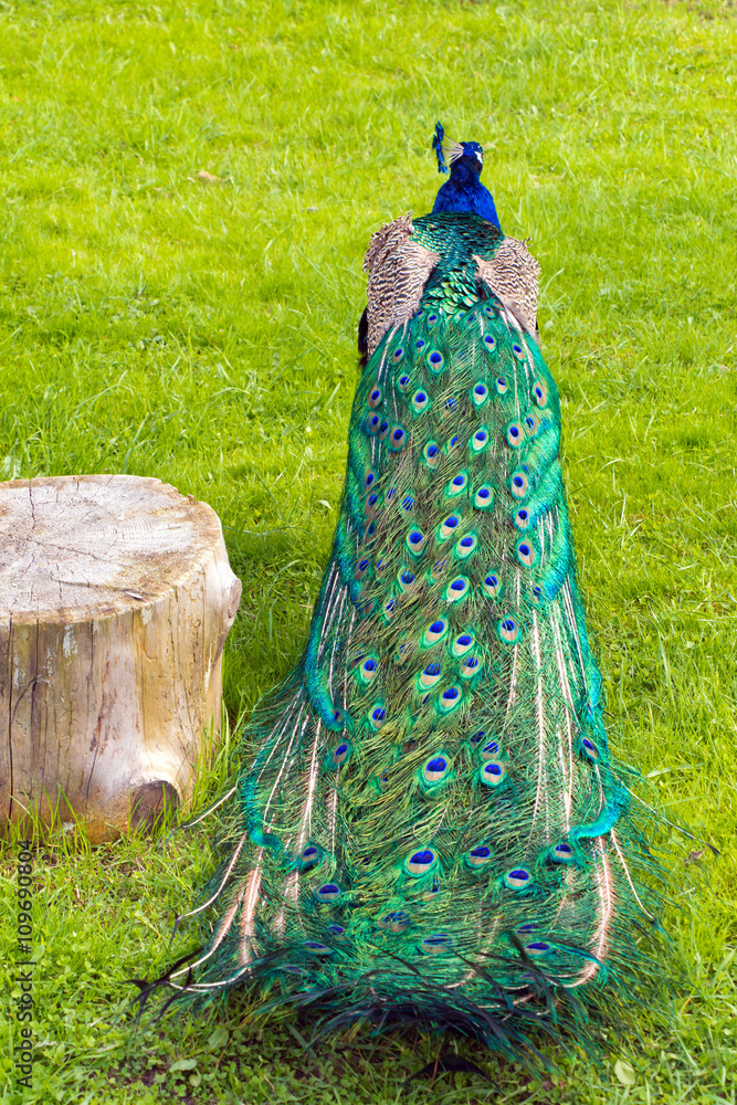 Obraz premium Folded peacock's tail near the stump in the background of green