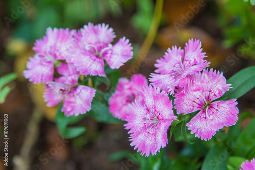 Wild carnation pink flowers.