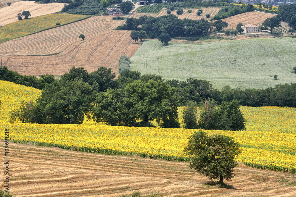Obraz premium Country landscape in Marches (Italy)