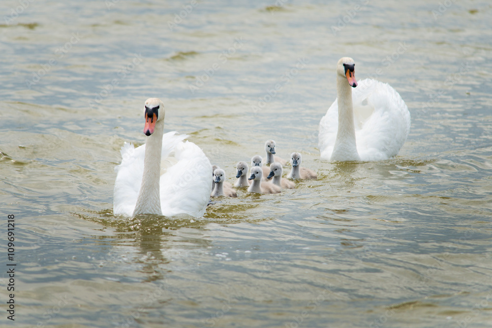 Fototapeta premium Two adult swans and few young swans swimming on the lake.