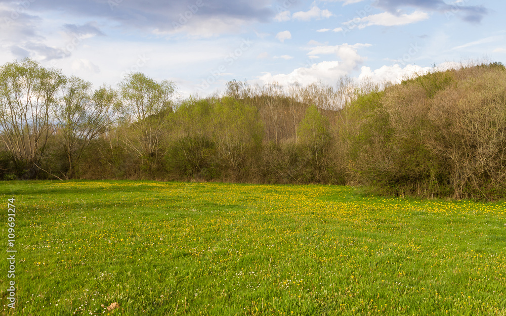 Pradera Primaveral Rodeada de Arboles y Arbustos