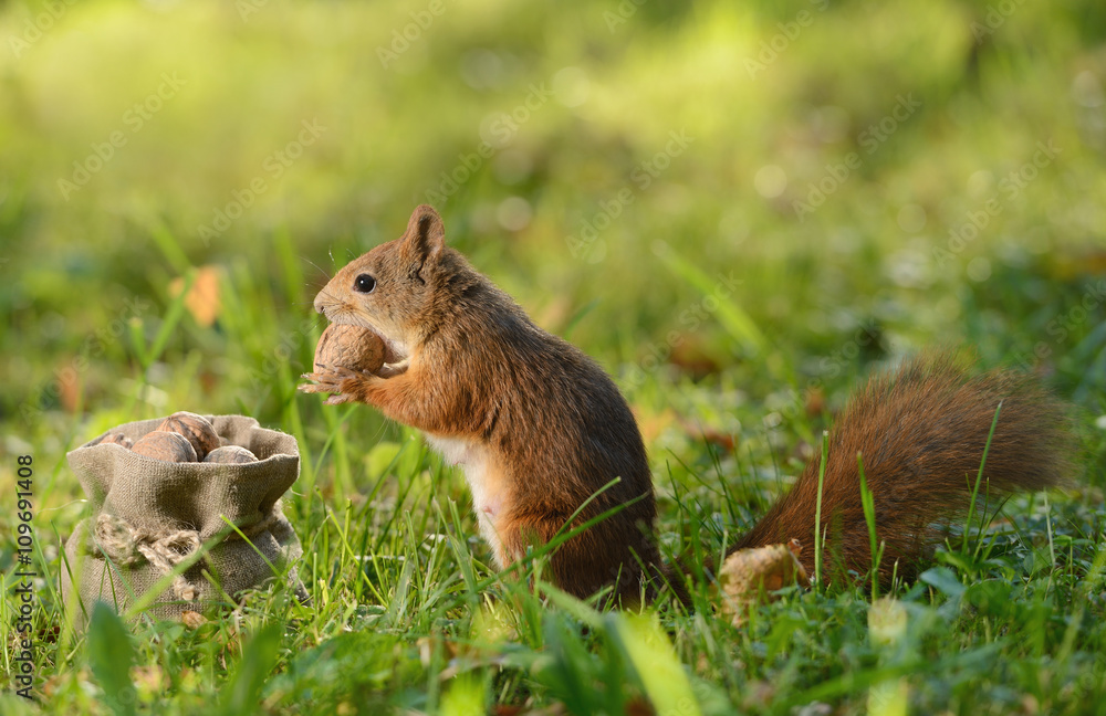 Squirrel sitting near a bag with nuts Squirrel sitting near a bag with nuts