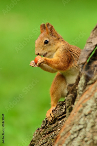 Squirrel sitting on a tree © nelik