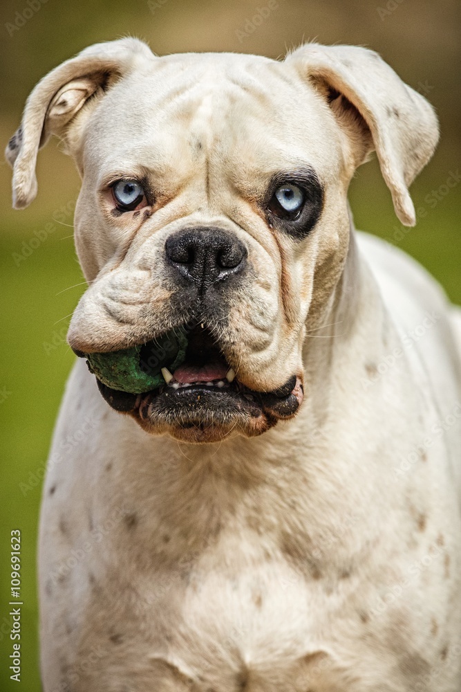 White german boxer with a ball in his mouth/beautiful and unique white german boxer