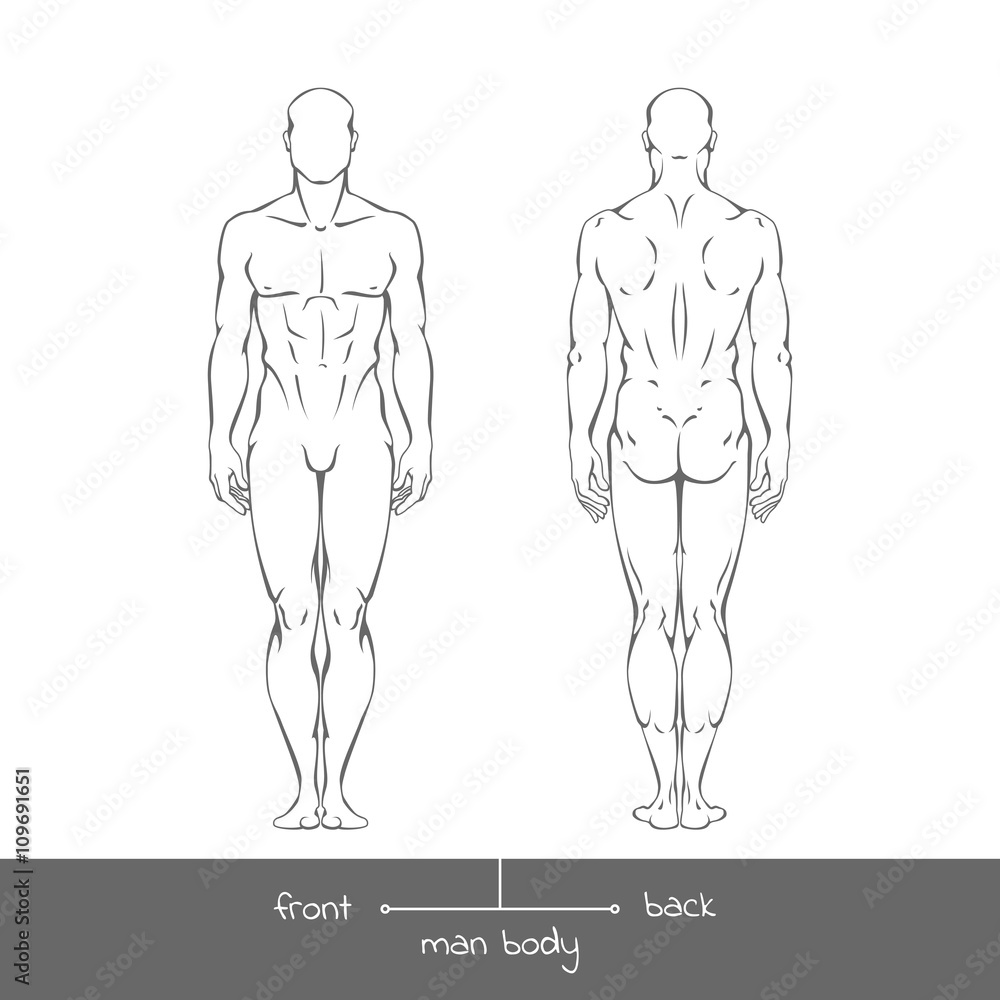 Healthy young man from front and back view in outline style. Male muscular body shapes vector linear illustration with the inscription: front and back. Vector outline illustration of a human figure Healthy young man from front and back view in outline style. Male muscular body shapes vector linear illustration with the inscription: front and back. Vector outline illustration of a human figure