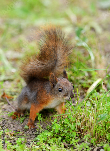 Squirrel sitting on a grass © nelik