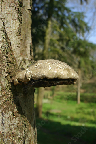 Birch polypore bracket fungus