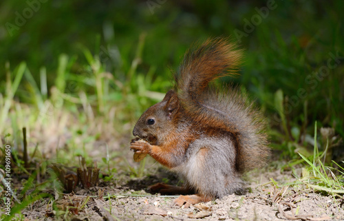 Squirrel sitting on a grass