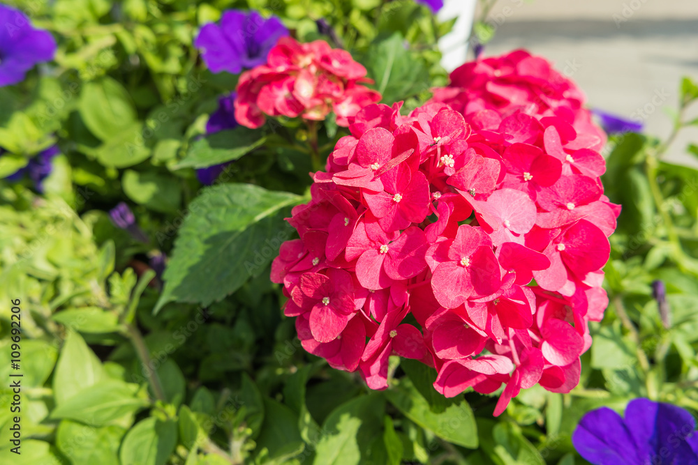 Potted flowers of hydrangeas. Street decoration. Moscow, Russia.