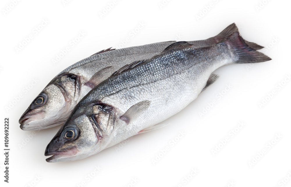 Seabasses isolated on white background with clipping path Seabasses isolated on white background with clipping path