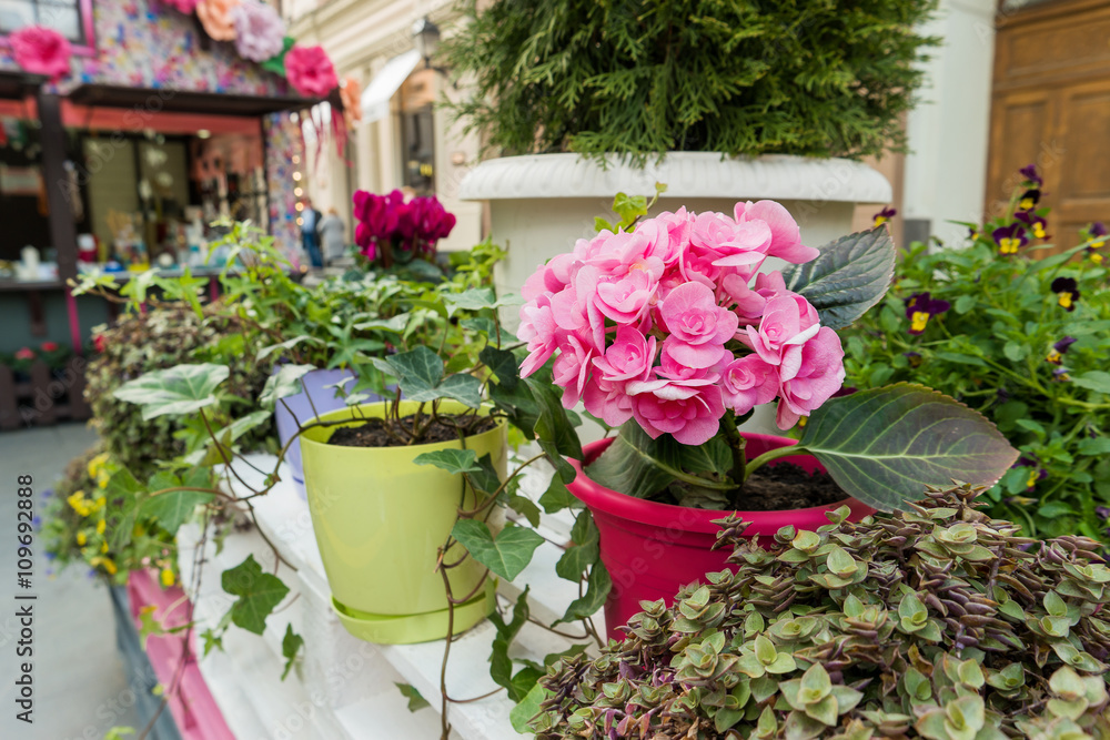Potted flowers of pink azalea. Street decoration with plants and flowers. Moscow, Russia.