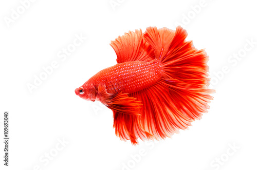 red Siamese fighting fish