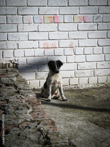Little stray dog on the street