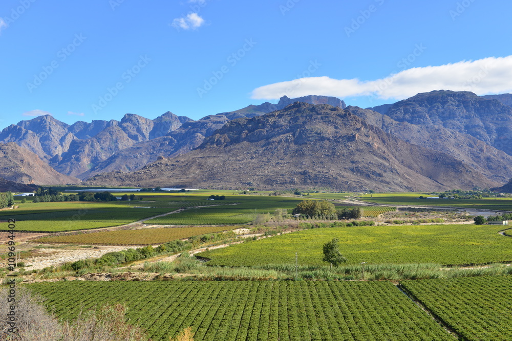 A vineyard nestled between the mountains of the Western Cape of South Africa.
A vineyard nestled between the mountains of the Western Cape of South Africa.